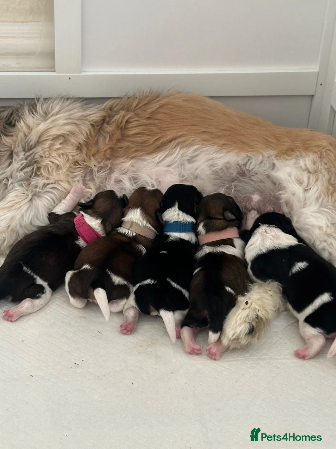 Shih Tzu dogs for sale: Shih Tzu puppies - Advert 9