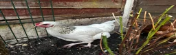 Chickens poultry for sale: 4 Hens for £70 in Manchester - Advert 14