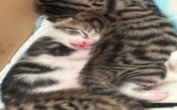 Mixed Breed cats for sale: 6 kittens not ready till 14th August  - Image 34