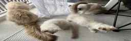 Ragdoll cats for sale: Pure ragdoll kittens for sale London - Advert 8