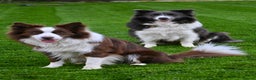 Border Collie dogs for sale:  One Blue & White Boy Available - Advert 17