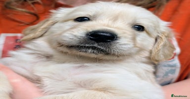 Golden Retriever dogs - Advert 12