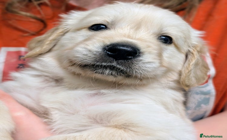 Golden Retriever dogs - Advert 1