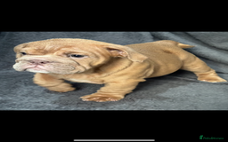 English Bulldog dogs for sale: 6 beautiful DWKC pups for sale  - Image 11
