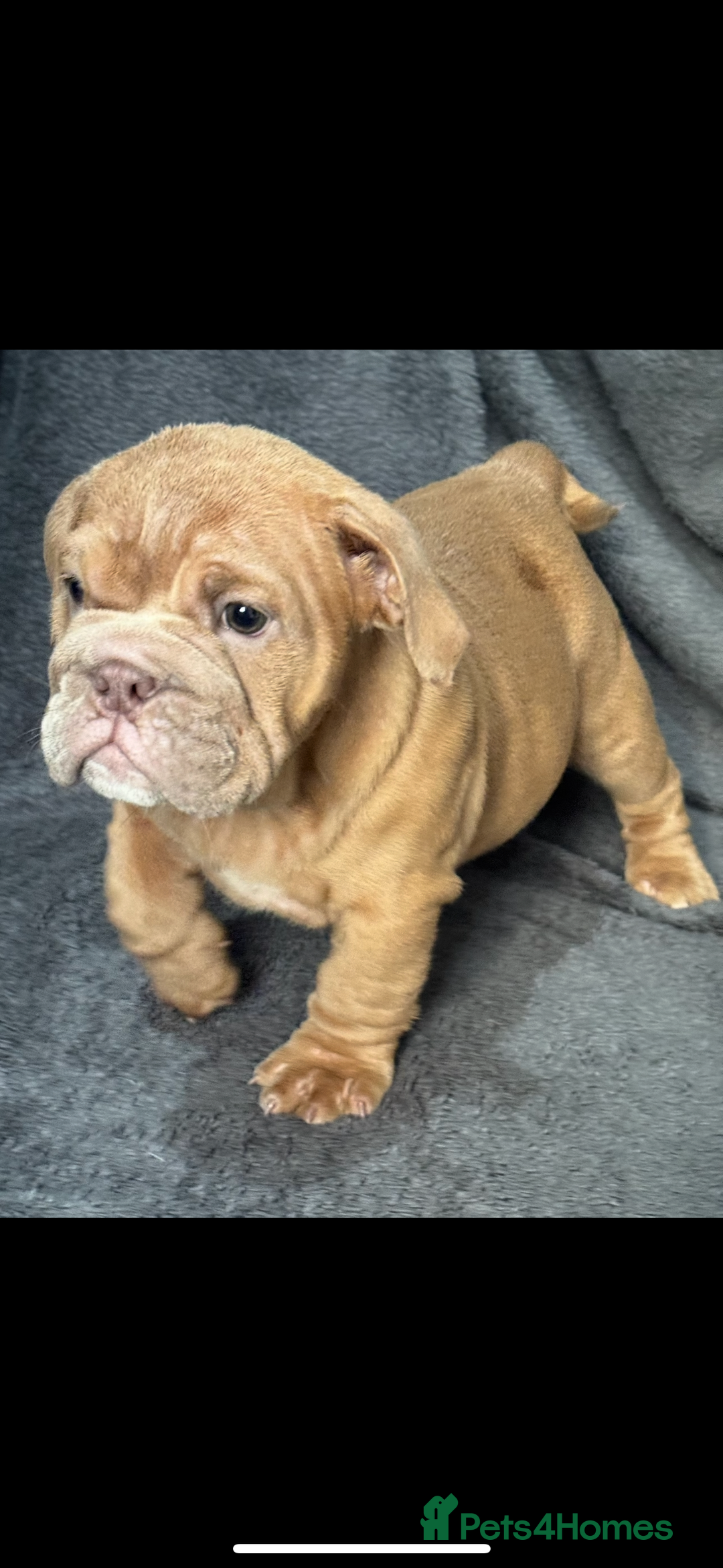 English Bulldog dogs for sale: 6 beautiful DWKC pups for sale  - Image 11