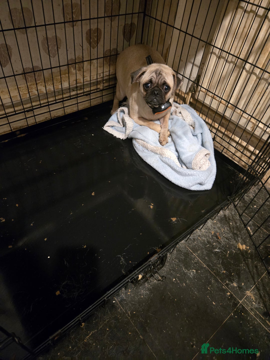 Pug dogs for sale: 2 female pugs for sale - Image 3