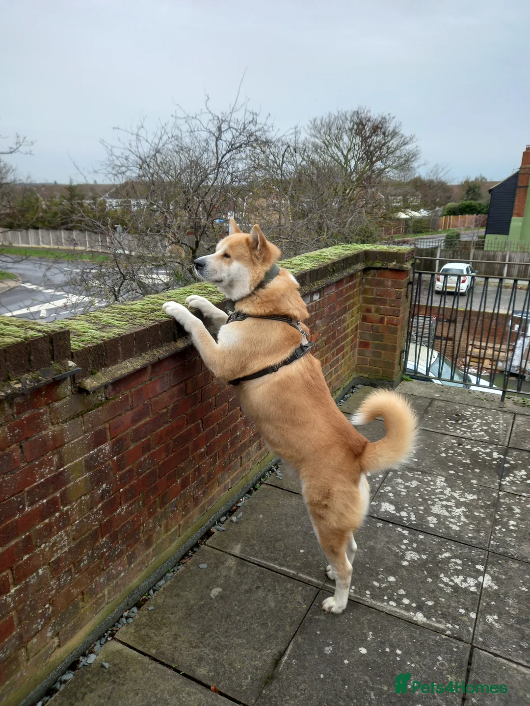 Akita dogs for stud: Apollo  - Advert 2