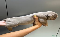 English Bulldog dogs for sale: English Bulldog Puppies - Image 6