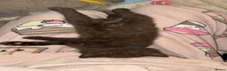 British Shorthair cats for sale: LAST RARE CHOCOLATE BSH MALE! 🍫 READY TO LEAVE 🏠 - Advert 6