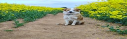 Mixed Breed dogs for sale: Welsh Collie Pups  - Advert 2