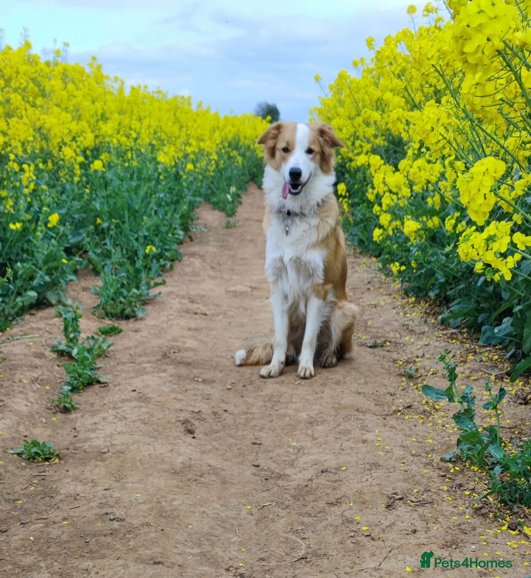Mixed Breed dogs for sale: Welsh Collie Pups  - Advert 2