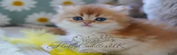 British Shorthair cats for sale: TICA registered golden pedigree kittens  - Advert 9