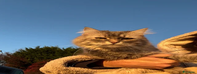 Javarkat Viola of PawshKatz