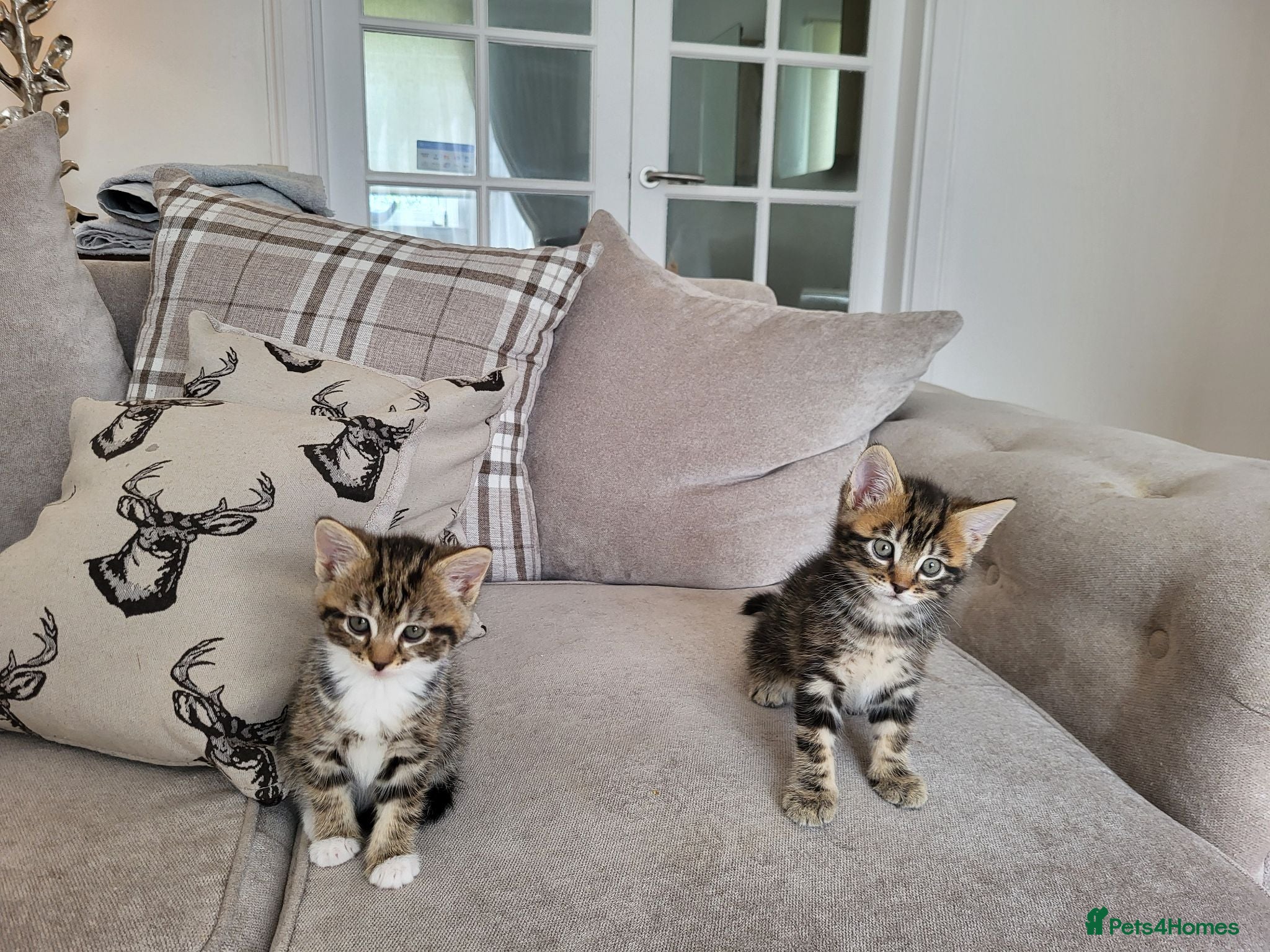 Mixed Breed cats Cute tabby kittys  - Advert 1