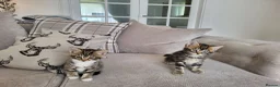 Mixed Breed cats for sale: Cute tabby kittys  in Perth - Advert 3