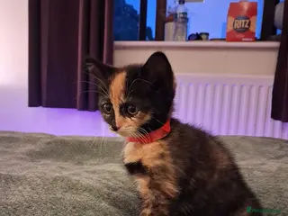Mixed Breed cats Gorgeous kittens Ready to leave 🧡 - Advert 3