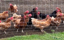 Chickens poultry for sale: BEAUTIFUL EGG LAYING HEN’S - Image 2