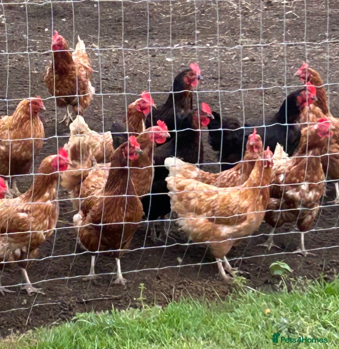 Chickens poultry for sale: BEAUTIFUL EGG LAYING HEN’S - Image 2