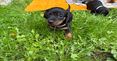 Miniature Dachshund dogs Miniature dachshund puppies 🐾 - Advert 4