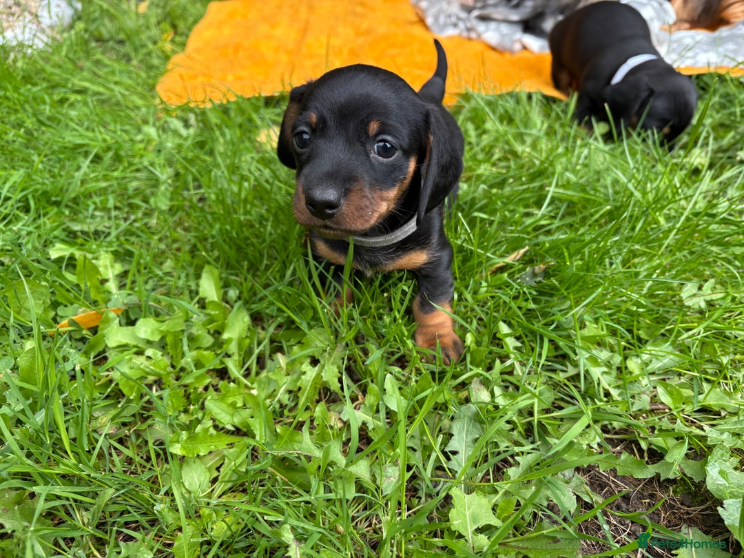 Miniature Dachshund dogs for sale: Miniature dachshund puppies 🐾 - Advert 3