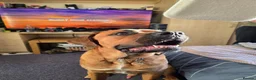 Mixed Breed dogs for sale: Rolo The Rotweiller x Bullmastiff 1 Years Old - Advert 1