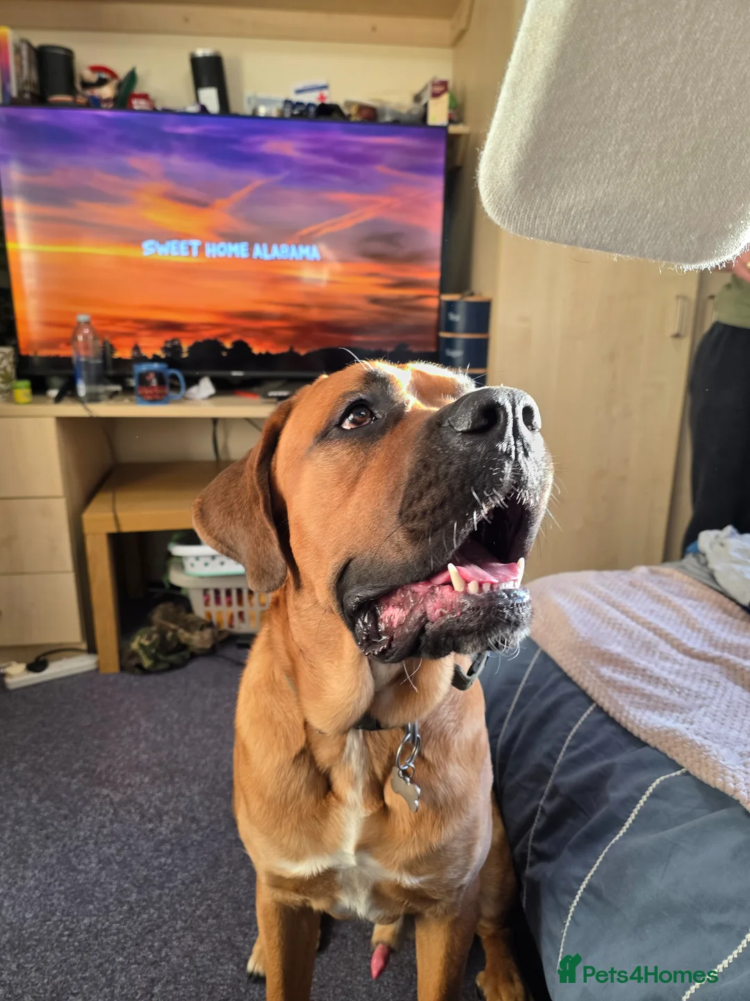 Mixed Breed dogs for sale: Rolo The Rotweiller x Bullmastiff 1 Years Old - Advert 1