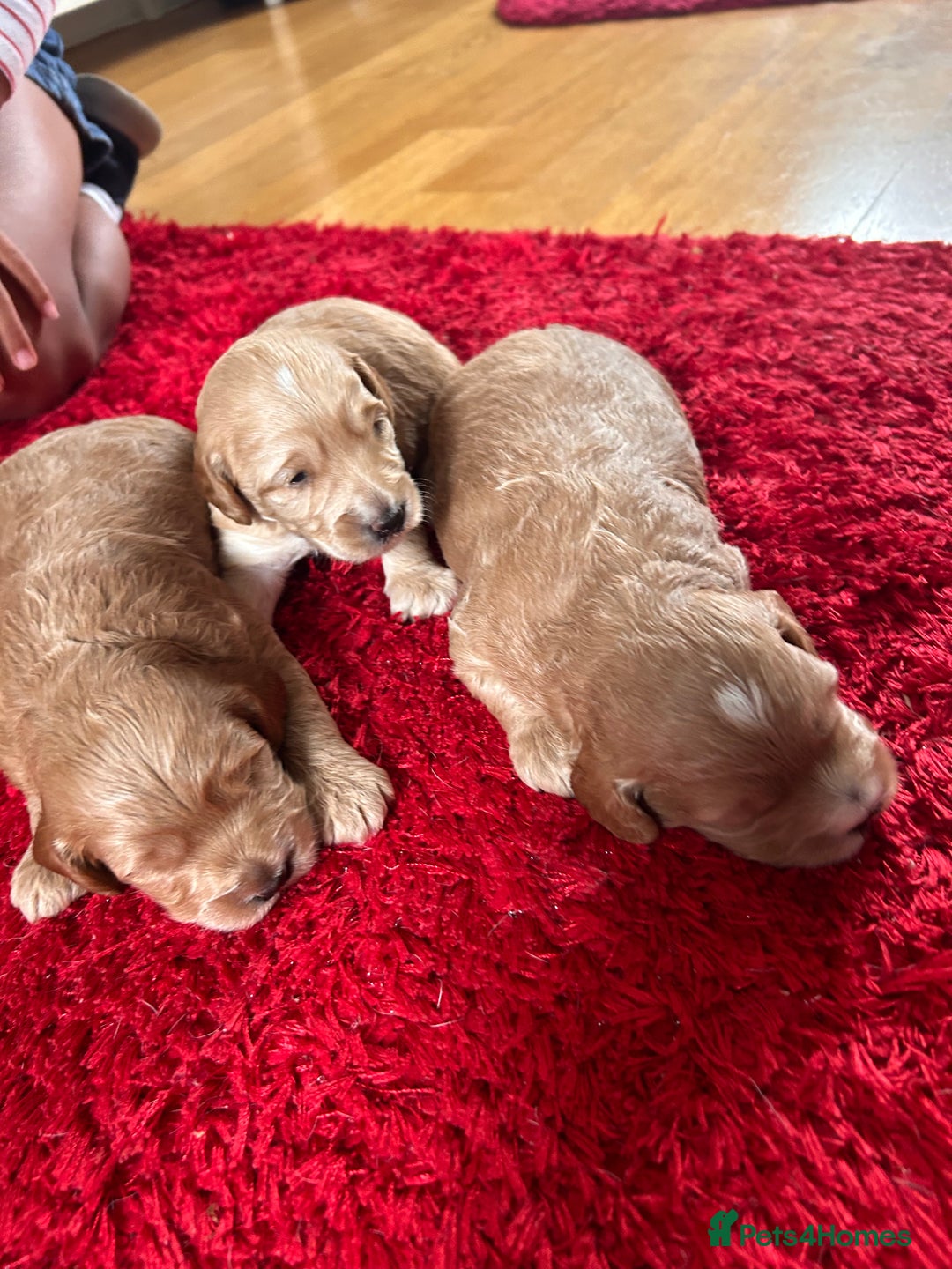 Cockapoo dogs for sale: Cockapoos x 5 2 girls 3 boys f1 - Image 7