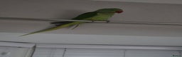 Parrots birds for sale: Goku the alexandrine parrot - Advert 2