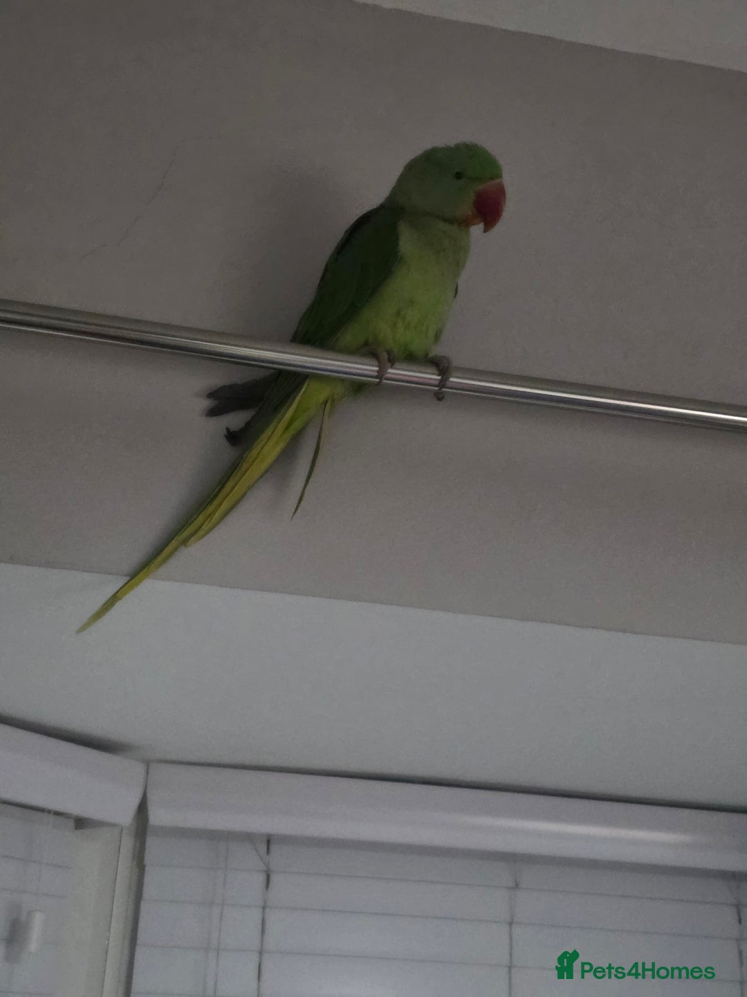 Parrots birds for sale: Goku the alexandrine parrot - Advert 2