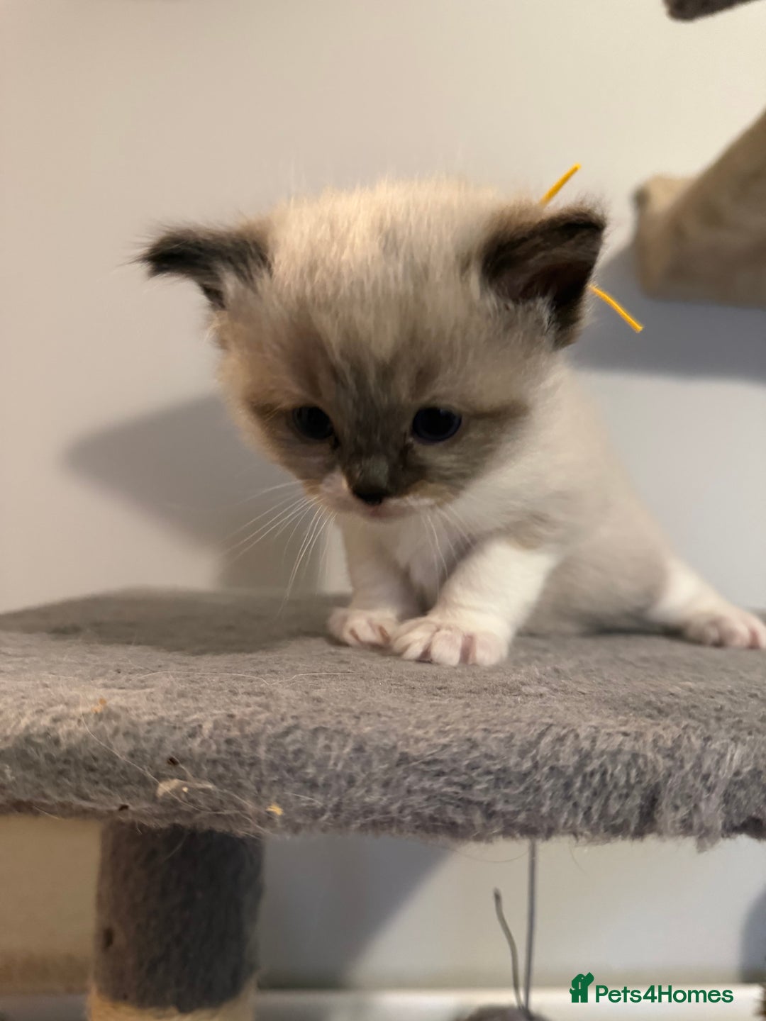 Ragdoll cats for sale: Ragdoll - Advert 8