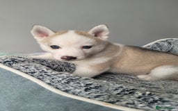 Siberian Husky dogs for sale: Best Quality Siberian Husky Puppies in Scotland - Image 20