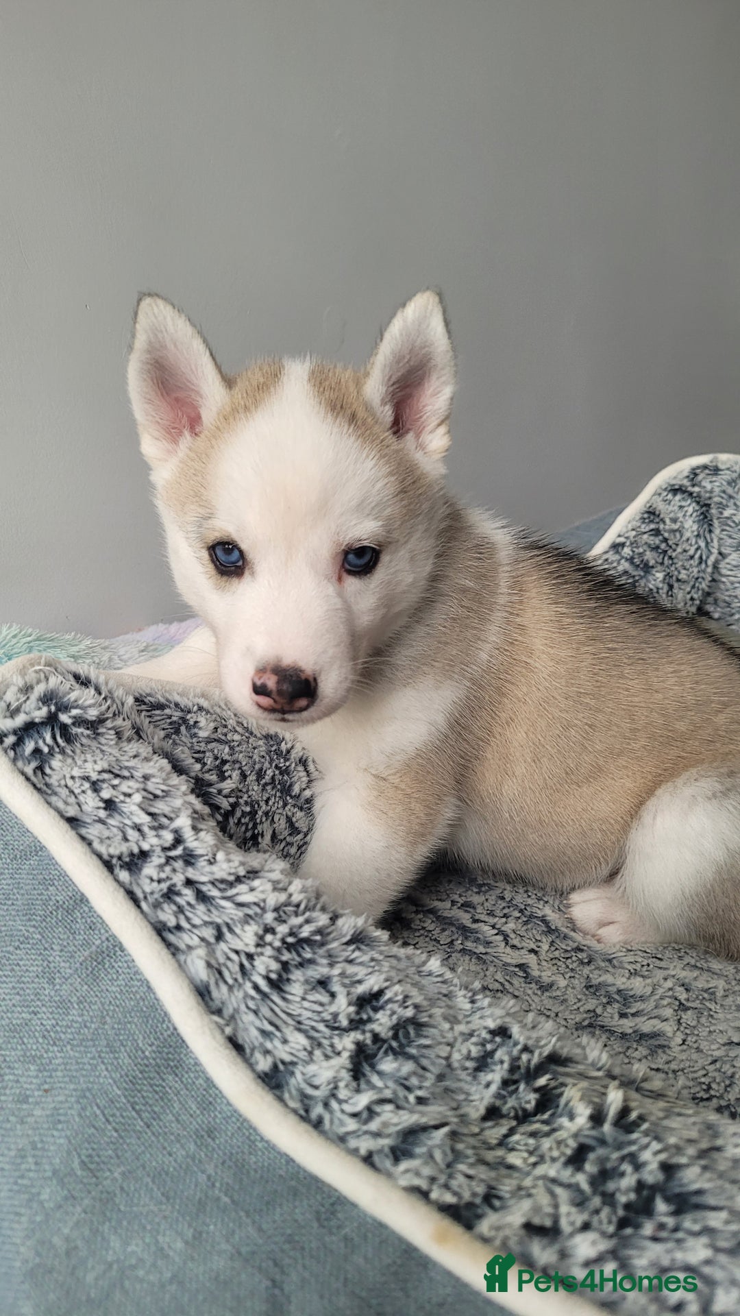Siberian Husky dogs for sale: Best Quality Siberian Husky Puppies in Scotland - Image 20