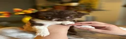 Chihuahua dogs for sale: 🐾 Long-Haired Chihuahua Girls – Betsy & Binky 🐾 - Advert 4