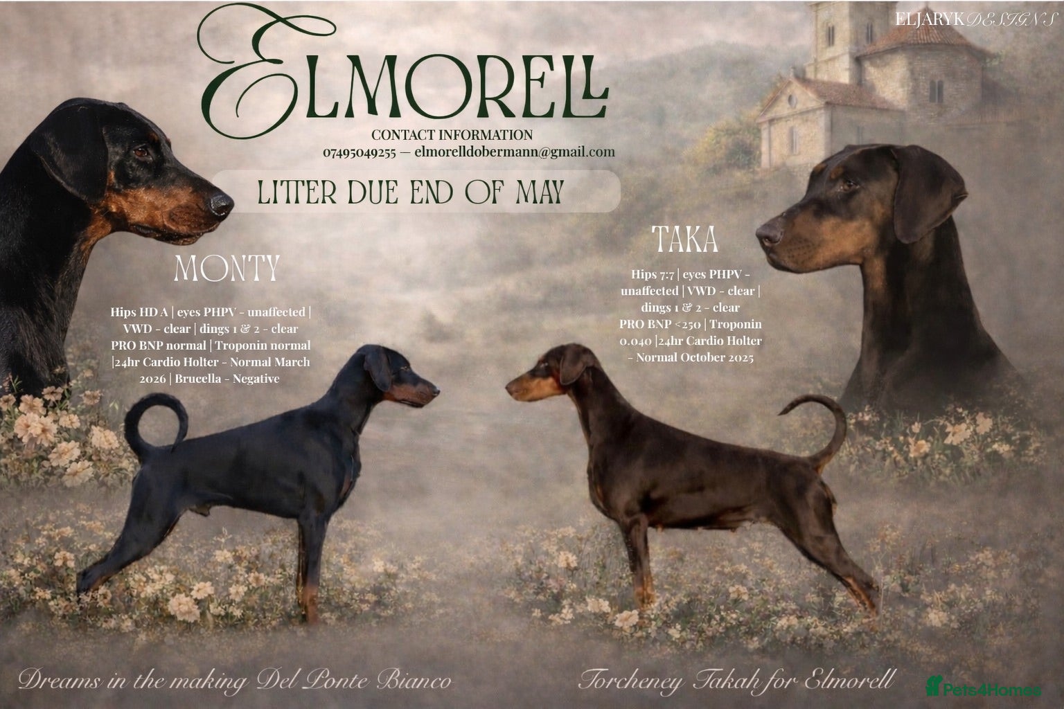 Dobermann dogs     ✨Carefully Planned KC Registered litter ✨  - Advert 2