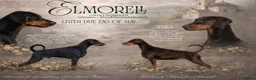 Dobermann dogs for sale:     ✨Carefully Planned KC Registered litter ✨  - Advert 1
