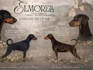 Dobermann dogs ✨Carefully Planned KC Registered litter ✨ - Advert 4