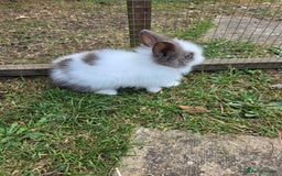 Lionhead rabbits for sale: Lionhead Bunnies - Image 10