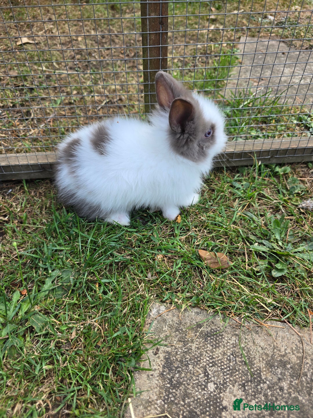 Lionhead rabbits for sale: Lionhead Bunnies - Image 10