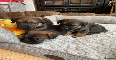 Border Terrier dogs - Advert 3