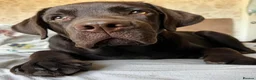 Labrador Retriever dogs for sale: Stunning KC Labradors. Crufts winning Stud dog - Advert 16
