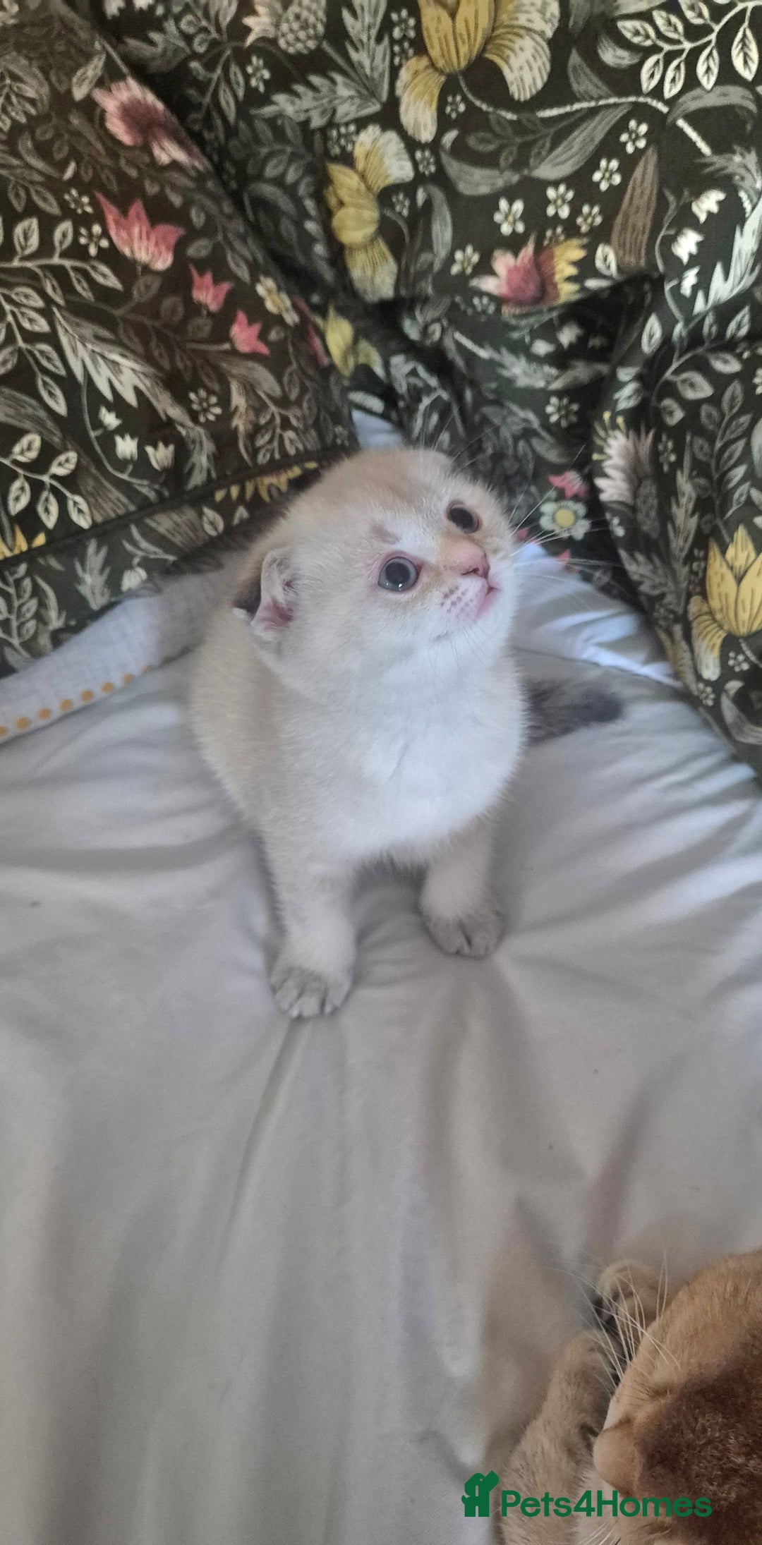 Scottish Fold cats for sale: Beautiful Girl ready to go - Image 6