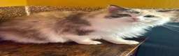 Ragdoll cats for sale: Full pedigree registered tica mink/sepia babies  - Advert 3
