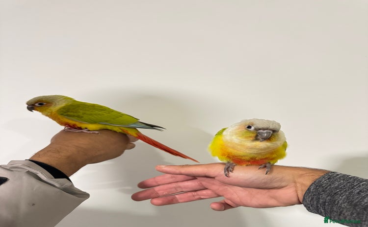 Budgerigars birds - Advert 1