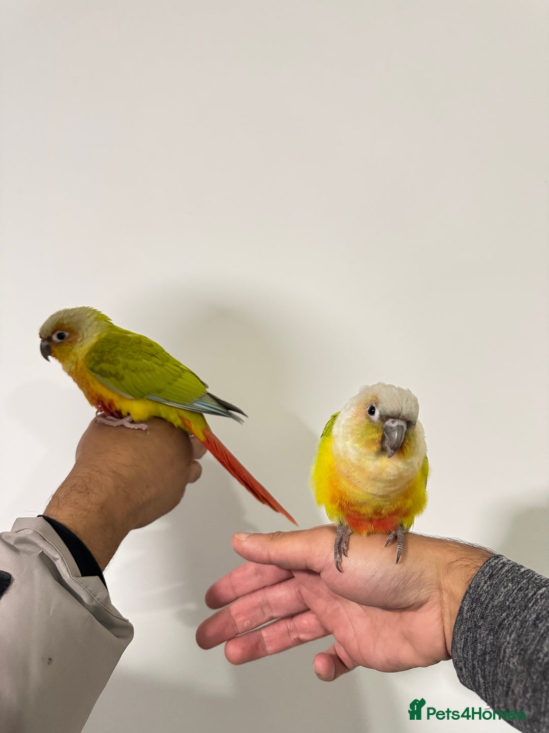 Budgerigars birds for sale: Two Baby handreared super tame conures  EACH - Image 1