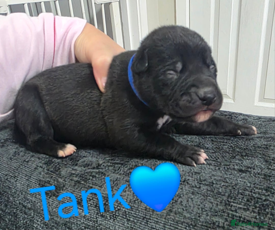 Mixed Breed dogs for sale: Saluki collie bull whippet greyhound pups - Advert 11