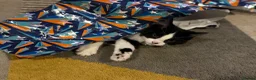 Mixed Breed cats for sale: Unfortunate sale of our kitten in Peterborough - Advert 7