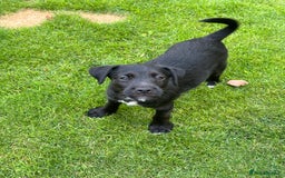 Patterjack dogs for sale:  🐾 Patterdale x Jack Russell Puppies 🐾 - Image 19