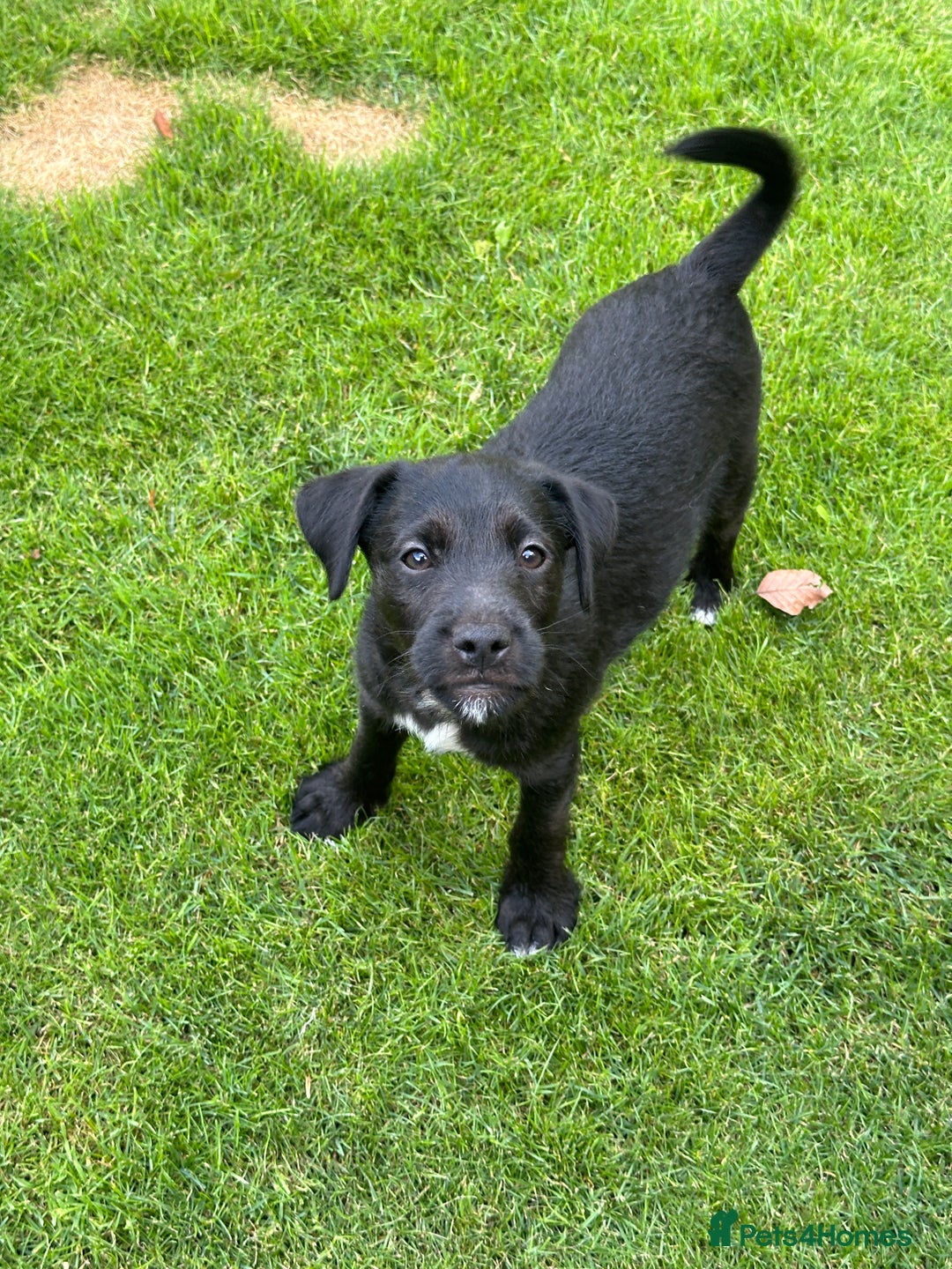 Patterjack dogs for sale:  🐾 Patterdale x Jack Russell Puppies 🐾 - Image 19