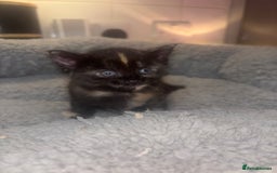 American Shorthair cats for sale: American short hair kittens  - Image 3
