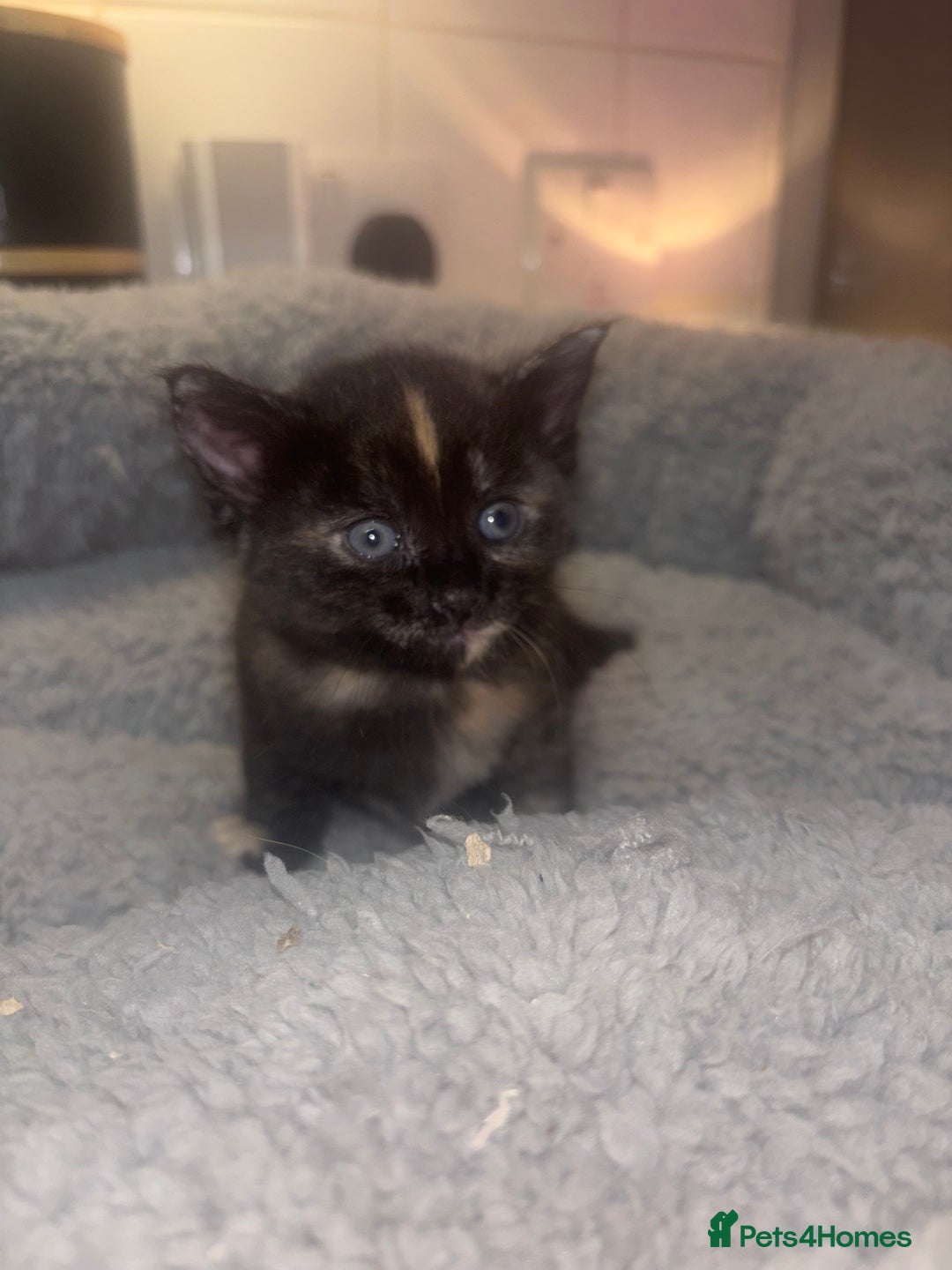 American Shorthair cats for sale: American short hair kittens  - Image 3